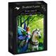 Bluebird Puzzle 70440 - Anne Stokes - Realm of Enchanment