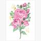 Card Group Mini Karte Beautiful Roses