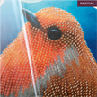 Crystal Art Card Kit Robin 18 x 18 cm | Bild 2