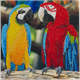 Crystal Art Card Parrot Friends 18 x 18 cm