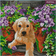 Crystal Art Kit "Floral Pup" 30 x 30 cm, mit Rahmen