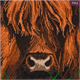 Crystal Art Kit "Highland Cow" 30 x 30 cm, mit Rahmen