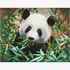 Crystal Art Kit "Hungriger Panda" 40 x 50 cm, mit Rahmen