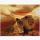 Crystal Art Kit "Lions of Savannah" 40 x 50 cm, mit Rahmen