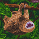 Crystal Art Kit "Two Toed Sloth" 30 x 30 cm, mit Rahmen