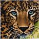 Crystal Art Leinwand Leopard 30 x 30 cm