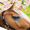 Crystal Art Scroll Horse 35 x 45 cm | Bild 3