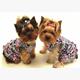 Diamond 6037-50261 Yorkshire Terrier 33 x 44 cm