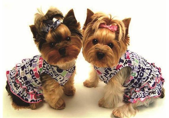 Diamond 6037-50261 Yorkshire Terrier 33 x 44 cm