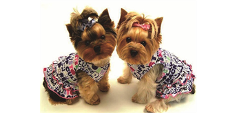 Diamond 6037-50261 Yorkshire Terrier 33 x 44 cm