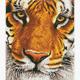 Diamond Dotz Bengal Tiger ca. 31 x 43 cm