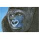 Diamond Dotz, Kibali, Western Lowlands Gorilla 100 x 65 cm