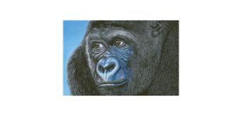 Diamond Dotz, Kibali, Western Lowlands Gorilla 100 x 65 cm