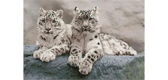 Diamond Dotz Snow Leopards, India 75 x 50 cm