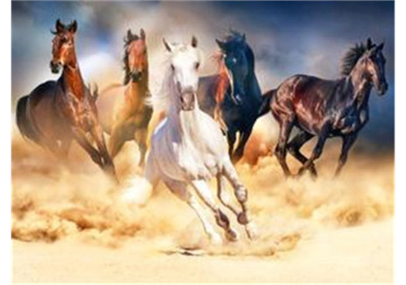 Diamond Painting 6037-40151 Galoppierende Pferde 25 x 35 cm