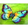 Diamond Painting 6037-40301 Schmetterling 25 x 35 cm