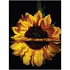 Diamond Painting 6037-40331 Sonnenblume 25 x 35 cm