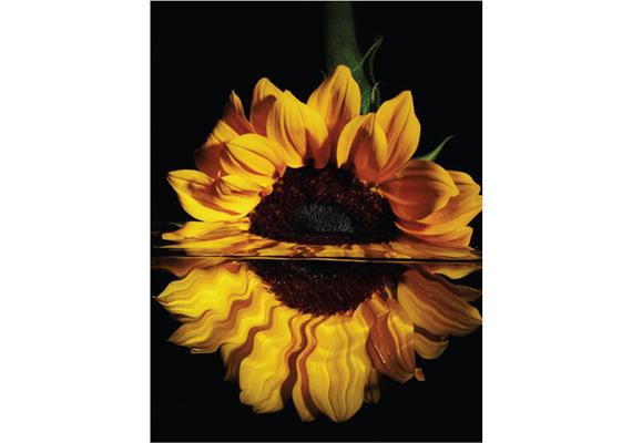 Diamond Painting 6037-40331 Sonnenblume 25 x 35 cm