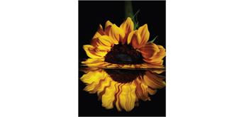 Diamond Painting 6037-40331 Sonnenblume 25 x 35 cm