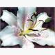 Diamond Painting 6037-40381 Lilie 25 x 35 cm