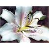 Diamond Painting 6037-40381 Lilie 25 x 35 cm