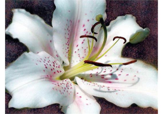Diamond Painting 6037-40381 Lilie 25 x 35 cm