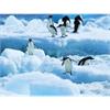 Diamond Painting 6037-40431 Pinguine 25 x 35 cm