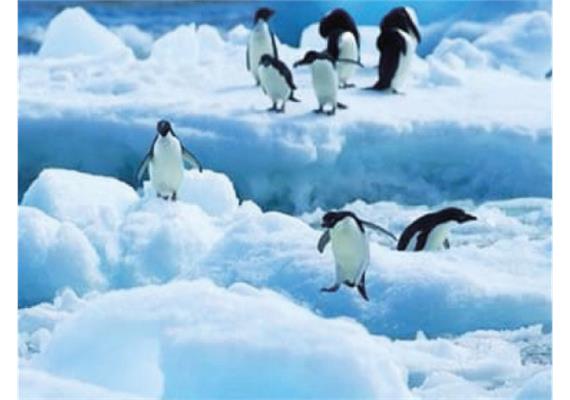 Diamond Painting 6037-40431 Pinguine 25 x 35 cm