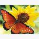 Diamond Painting 6037-40481 Schmetterling 25 x 35 cm