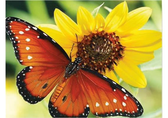 Diamond Painting 6037-40481 Schmetterling 25 x 35 cm