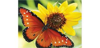 Diamond Painting 6037-40481 Schmetterling 25 x 35 cm