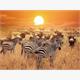 Diamond Painting 6037-40511 Zebras 25 x 35 cm