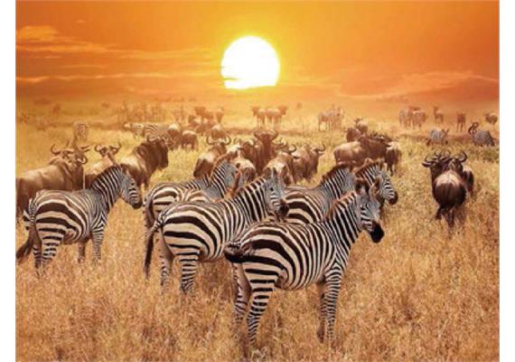 Diamond Painting 6037-40511 Zebras 25 x 35 cm