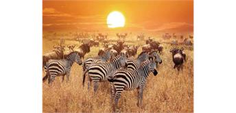 Diamond Painting 6037-40511 Zebras 25 x 35 cm