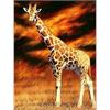 Diamond Painting 6037-40571 Giraffe 25 x 35 cm