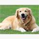 Diamond Painting 6037-40591 Labrador 25 x 35 cm