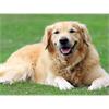 Diamond Painting 6037-40591 Labrador 25 x 35 cm