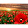 Diamond Painting 6037-40631 Mohnblumen 25 x 35 cm