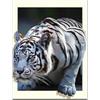 Diamond Painting 6037-40731 Weisser Tiger 25 x 35 cm