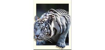 Diamond Painting 6037-40731 Weisser Tiger 25 x 35 cm