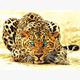 Diamond Painting 6037-40741 Leopard 25 x 35 cm