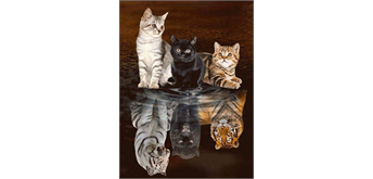 Diamond Painting 6037-40831 Drei Katzen 25 x 35 cm