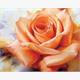 Diamond Painting 6037-50011 Orangene Rose 33 x 44 cm
