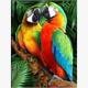 Diamond Painting 6037-50121 Bunte Papageien 33 x 44 cm
