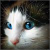 Diamond Painting Blue Eyed Kitten 40 x 40 cm, runde Steine