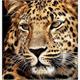Diamond Painting Jaguar Kopf 40 x 30 cm