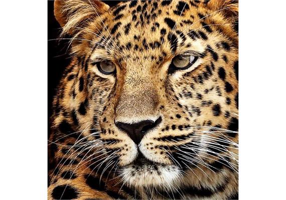 Diamond Painting Jaguar Kopf 40 x 30 cm