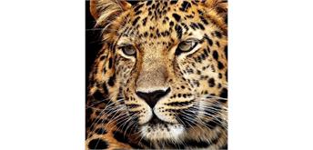 Diamond Painting Jaguar Kopf 40 x 30 cm