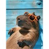 Diamond Painting Set DP2545060 Capybara 15 x 25 cm