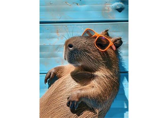 Diamond Painting Set DP2545060 Capybara 15 x 25 cm